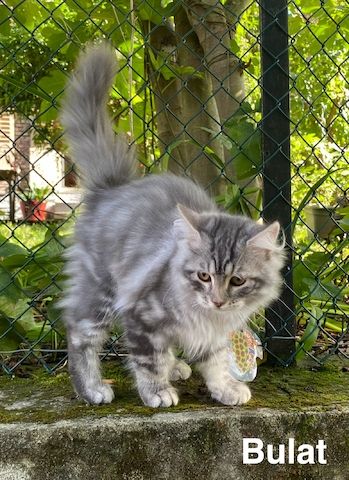 Reinrassige Sibirische-Waldkatzen-Kitten mit Stammbaum