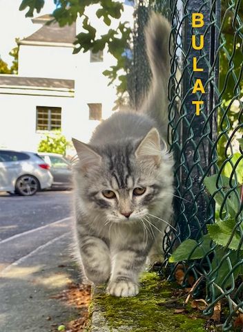 Reinrassige Sibirische-Waldkatzen-Kitten mit Stammbaum