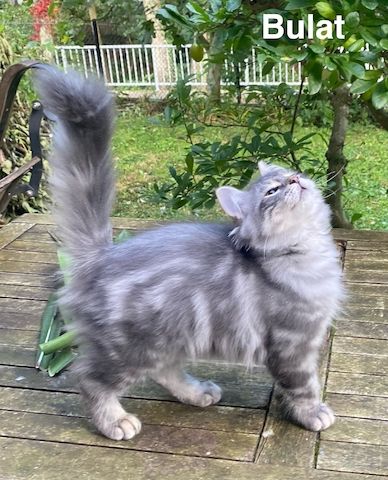 Reinrassige Sibirische-Waldkatzen-Kitten mit Stammbaum