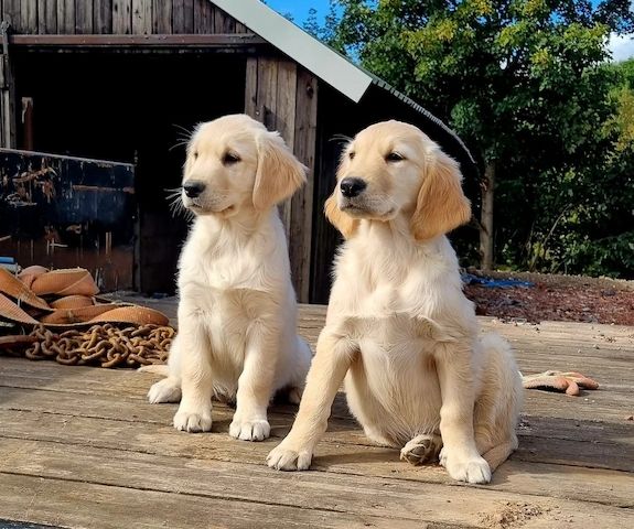 Wunderschöne Golden Retriever Welpen
