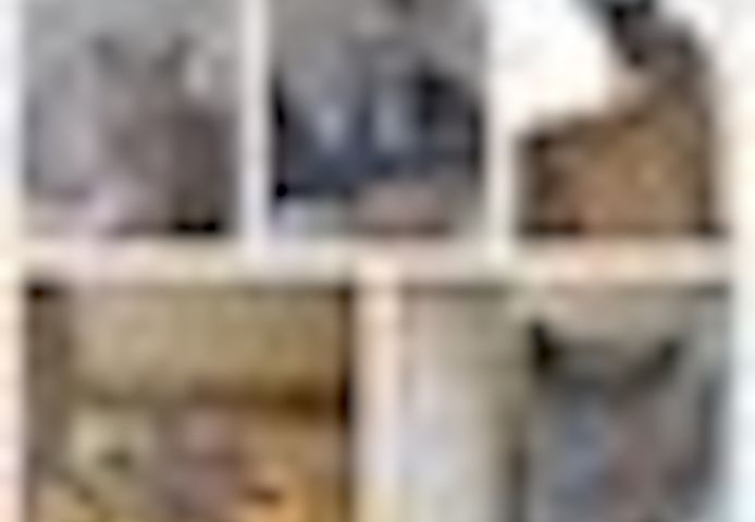 Aus 23jähriger Hobbyzucht 6 wunderschöne British Kurzhaar-Kitten
