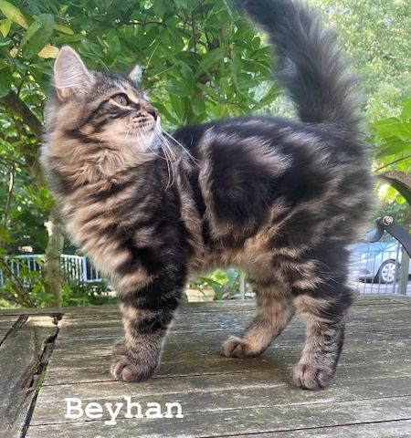 Reinrassige Sibirische-Waldkatzen-Kitten mit Stammbaum