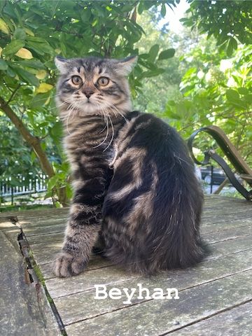 Reinrassige Sibirische-Waldkatzen-Kitten mit Stammbaum