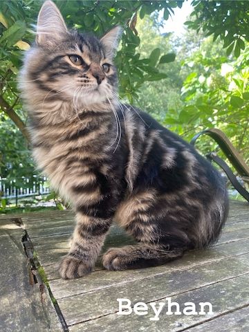 Reinrassige Sibirische-Waldkatzen-Kitten mit Stammbaum