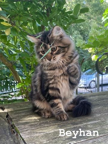 Reinrassige Sibirische-Waldkatzen-Kitten mit Stammbaum