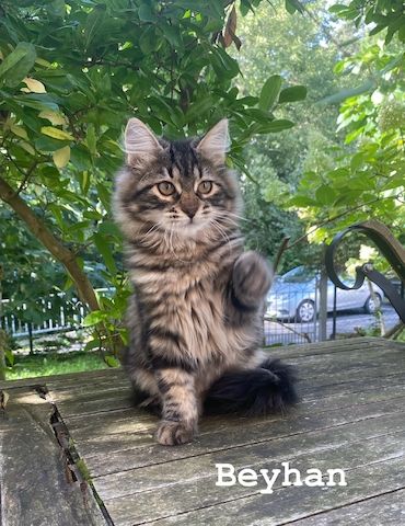 Reinrassige Sibirische-Waldkatzen-Kitten mit Stammbaum