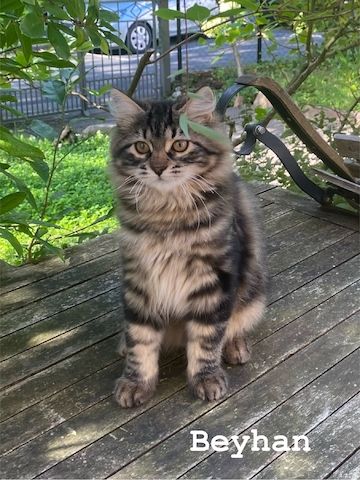 Reinrassige Sibirische-Waldkatzen-Kitten mit Stammbaum