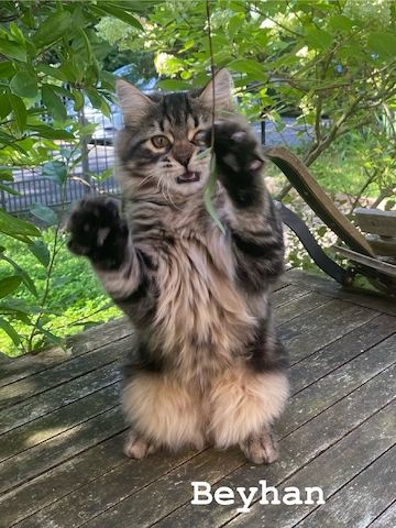 Reinrassige Sibirische-Waldkatzen-Kitten mit Stammbaum