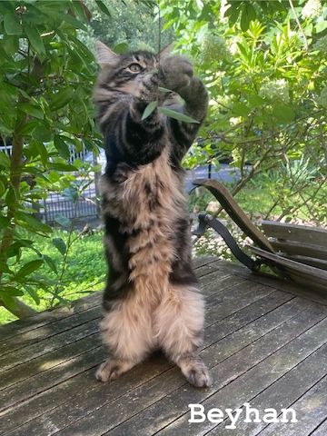 Reinrassige Sibirische-Waldkatzen-Kitten mit Stammbaum