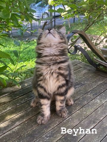 Reinrassige Sibirische-Waldkatzen-Kitten mit Stammbaum