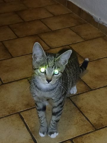Super süßer Kater Loki
