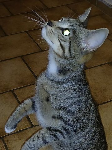 Super süßer Kater Loki