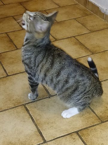 Super süßer Kater Loki