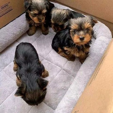 Yorkshire Terrier Welpen zur Adoption