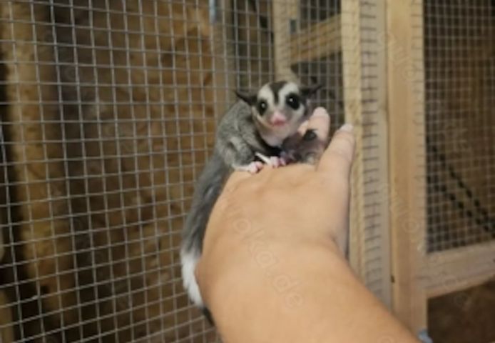 sugar gliders  