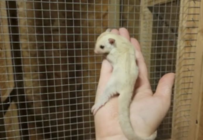 sugar gliders  