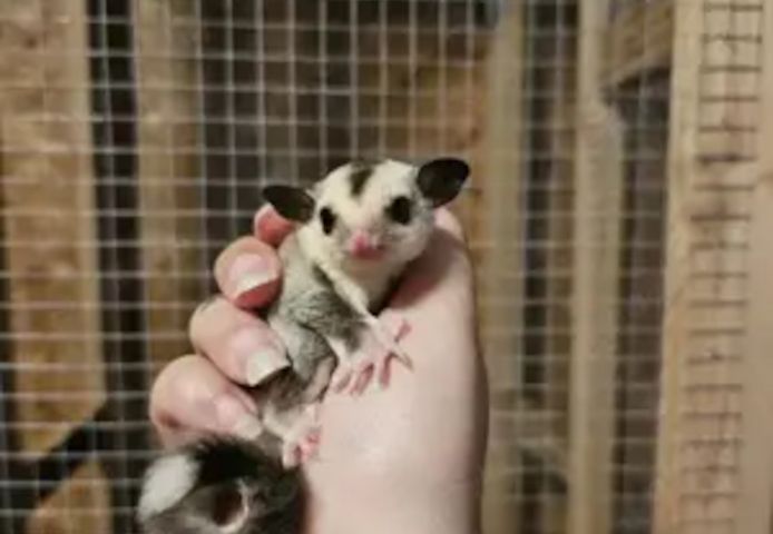 sugar gliders  
