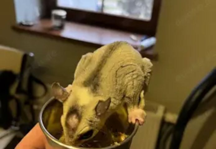 Sugar Glider Männchen Mosaik Ringtail mit Abstammung und TPG Registrierung