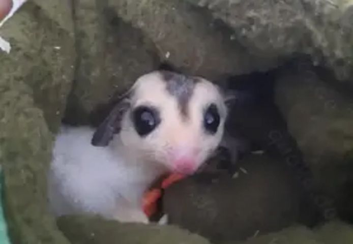 Sugar Glider Männchen Mosaik Ringtail mit Abstammung und TPG Registrierung