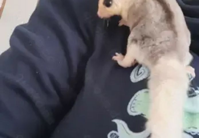 Sugar Glider Männchen Mosaik Ringtail mit Abstammung und TPG Registrierung