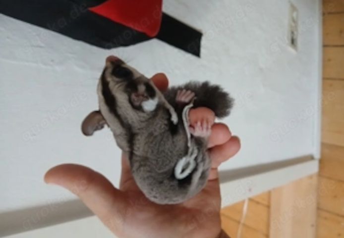 Sugar glider sucht FM
