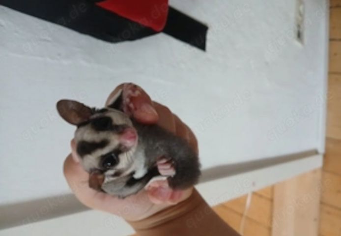 Sugar glider sucht FM