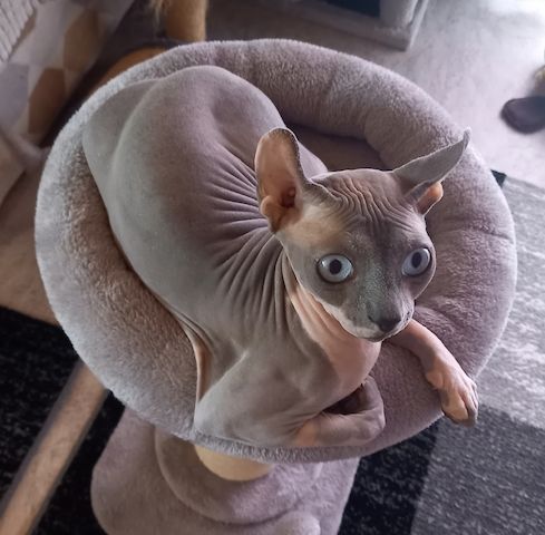 Sphynx Deckkater