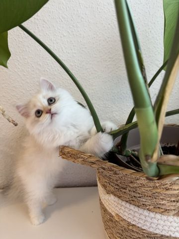Perser/ BLH Kitten