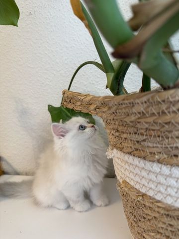 Perser/ BLH Kitten