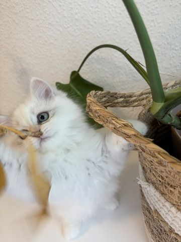 Perser/ BLH Kitten