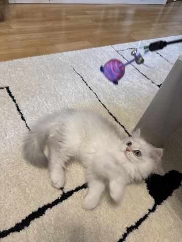 Perser/ BLH Kitten