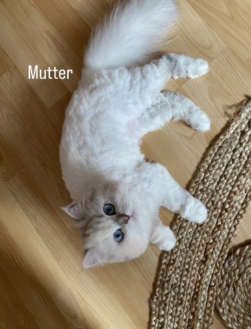 Perser/ BLH Kitten
