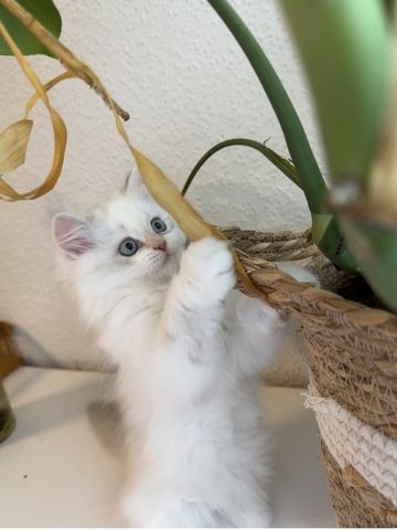 Perser/ BLH Kitten