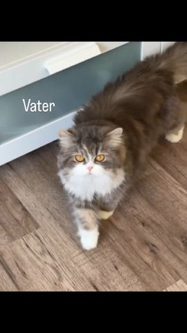 Perser/ BLH Kitten