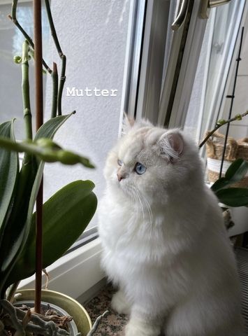 Perser/ BLH Kitten