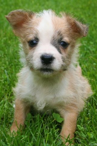 Malteser Jack Russel Mischlingswelpen