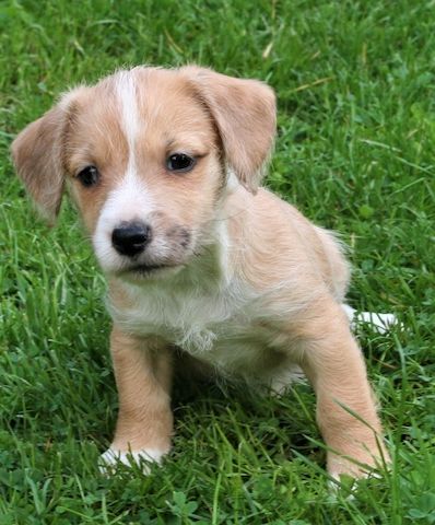 Malteser Jack Russel Mischlingswelpen