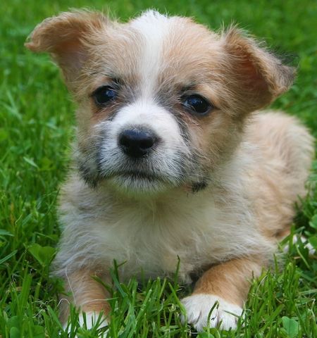 Malteser Jack Russel Mischlingswelpen