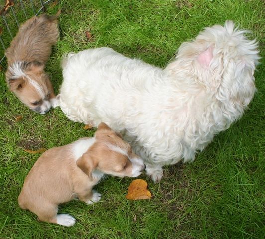 Malteser Jack Russel Mischlingswelpen