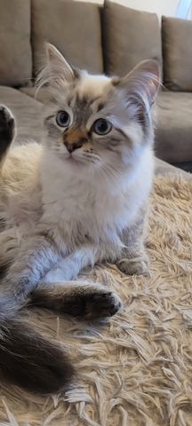 Neva Masquarade/Sibirische Waldkatze Kätzchen und Kater