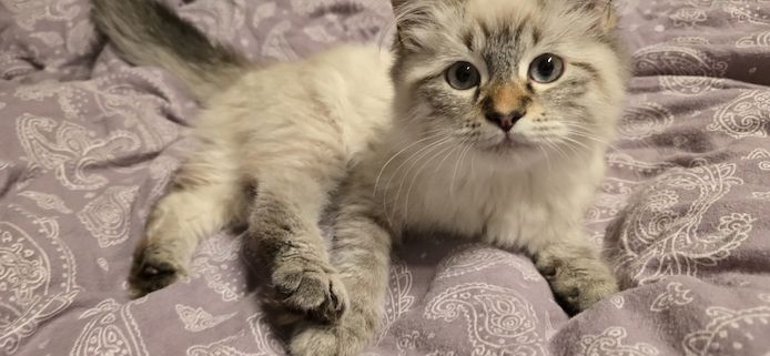 Neva Masquarade/Sibirische Waldkatze Kätzchen und Kater