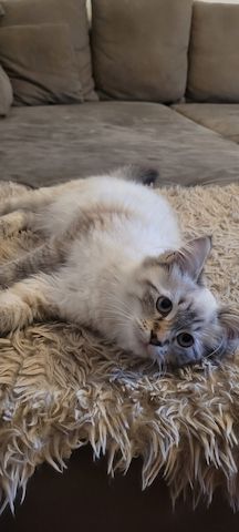 Neva Masquarade/Sibirische Waldkatze Kätzchen und Kater