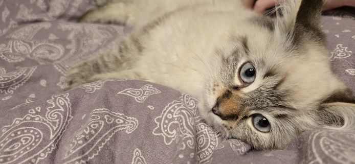 Neva Masquarade/Sibirische Waldkatze Kätzchen und Kater