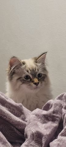 Neva Masquarade/Sibirische Waldkatze Kätzchen und Kater