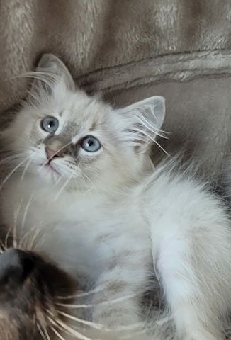 Neva Masquarade/Sibirische Waldkatze Kätzchen und Kater