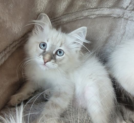 Neva Masquarade/Sibirische Waldkatze Kätzchen und Kater
