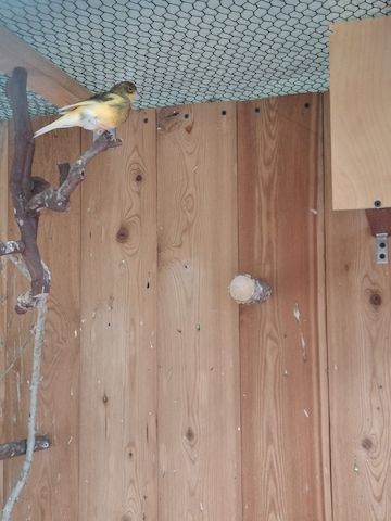 Kanarienhahn tauschen