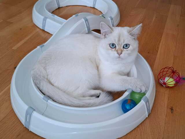 Reinrassige BKH Kitten mit Stammbaum - Abgabebereit