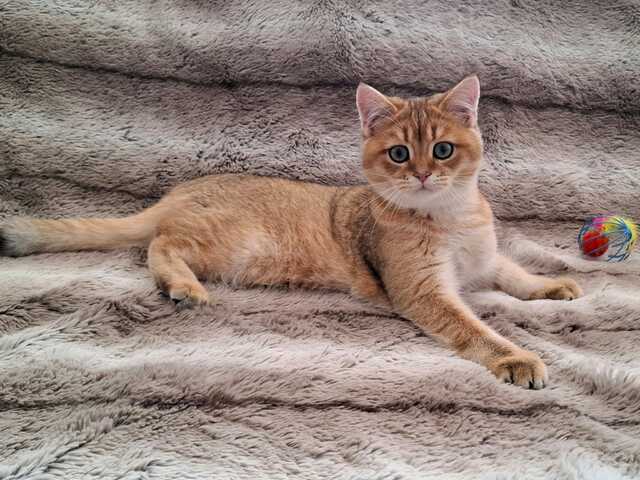 Reinrassige BKH Kitten mit Stammbaum - Abgabebereit