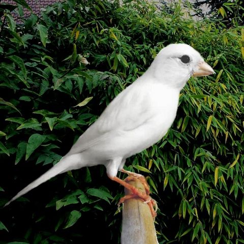 SUCHE rezessiv weißen Kanarienvogel